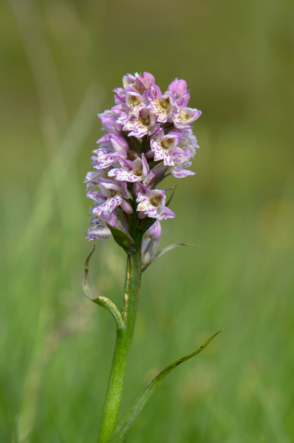  Pseudorhiza nieschalkii (Senghas) P.F.Hunt - Passo del Sempione